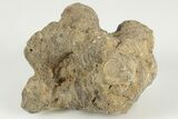 2.8" Polished Fossil Coral (Actinocyathus) Head - Morocco - #202528-1